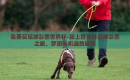 我要买足球彩票世界杯-踏上世界杯足球彩票之旅，梦想与机遇的碰撞