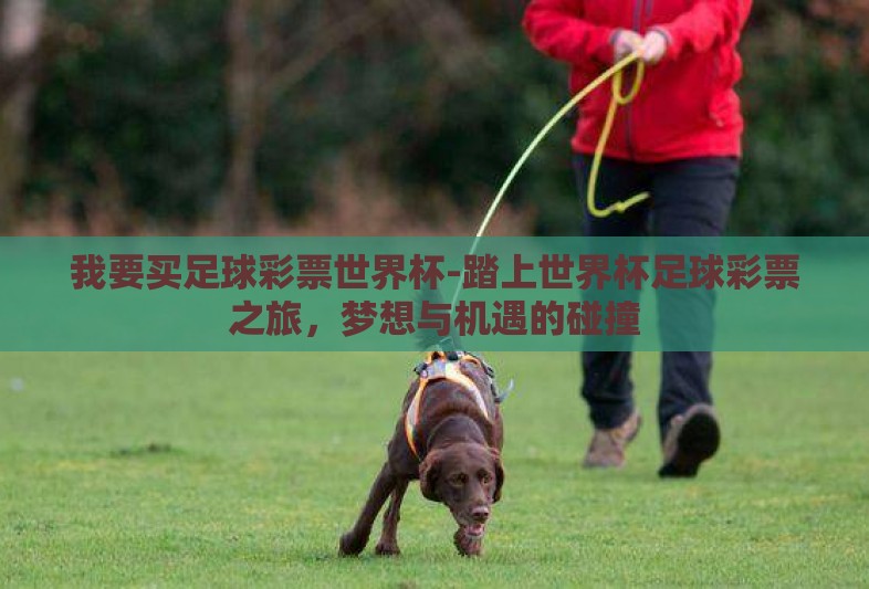 我要买足球彩票世界杯-踏上世界杯足球彩票之旅，梦想与机遇的碰撞