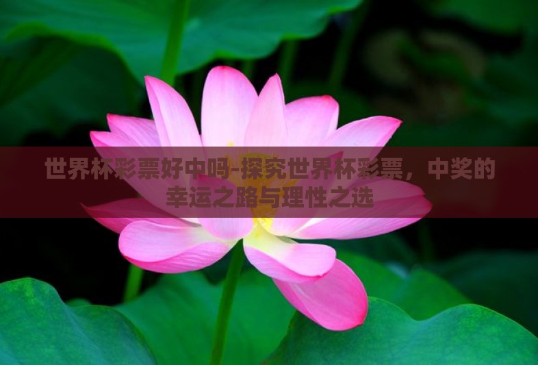 世界杯彩票好中吗-探究世界杯彩票，中奖的幸运之路与理性之选