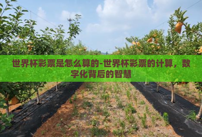 世界杯彩票是怎么算的-世界杯彩票的计算，数字化背后的智慧